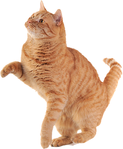 Orange Cat Cutout