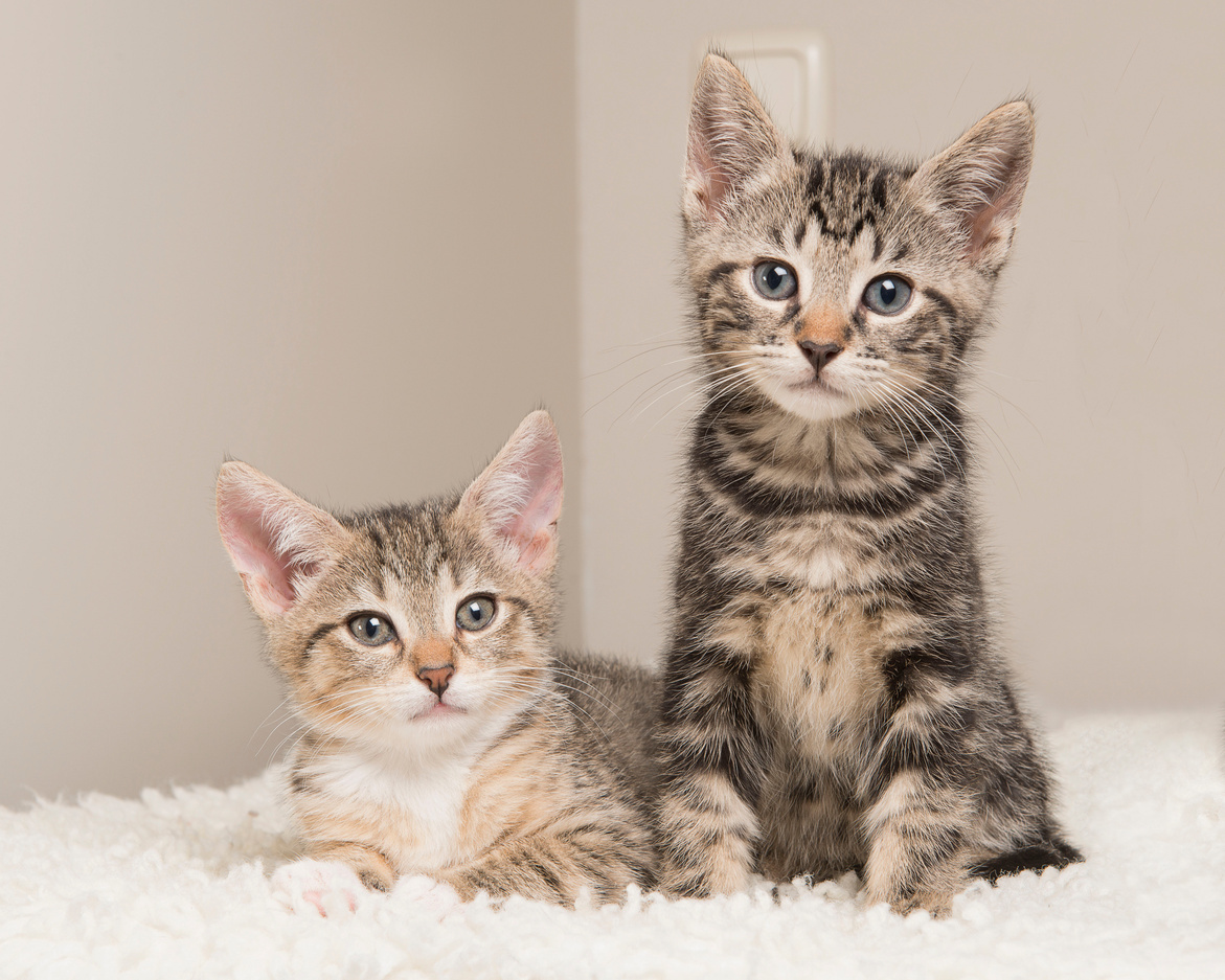 Two Cute Tabby Baby Cats in a Living Room Sitting Next to Each O