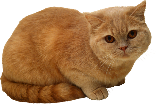 Orange Cat Cutout