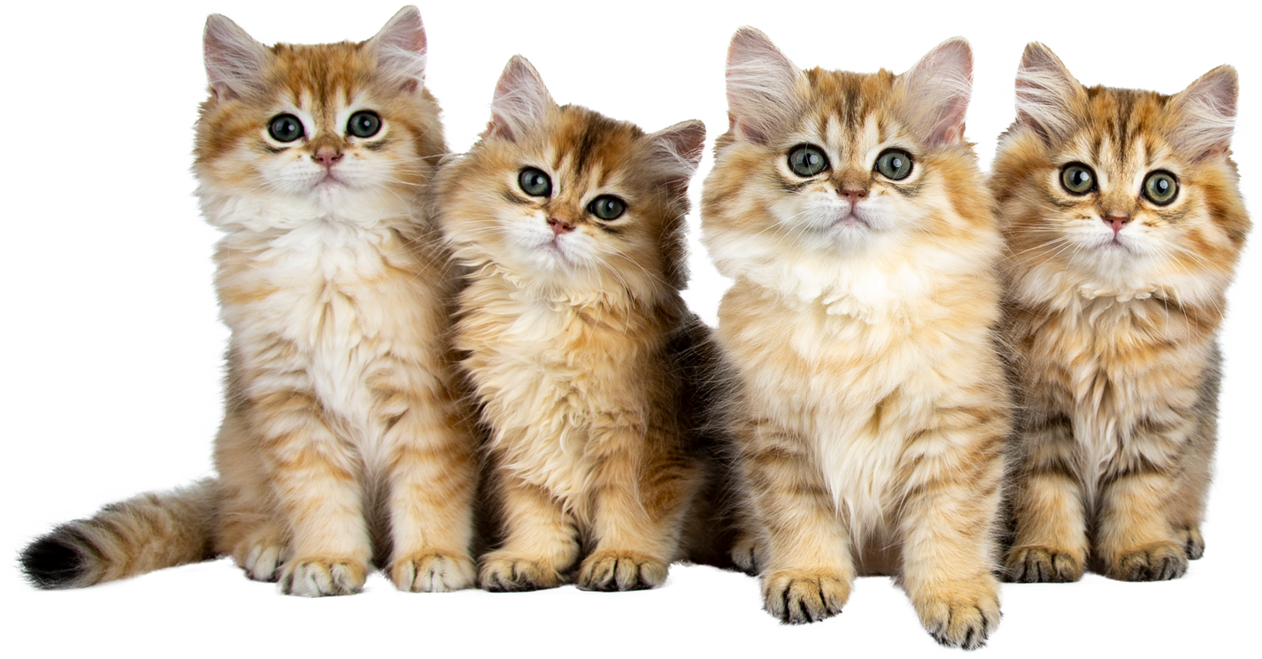 Four British Longhair Kittens Cutout