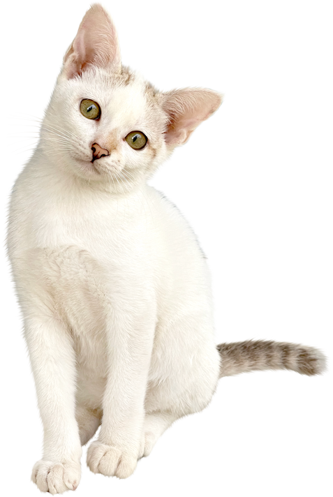 White Cat